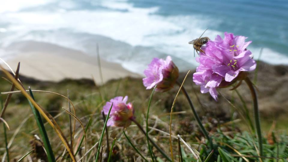Coast Path bee habitat at St Agnes by Jen Gregory