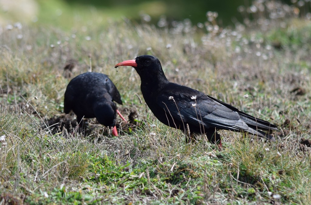 A pair of Cornish Choughs photographed at Gwennap Head, West Cornwall by Charlie Elder