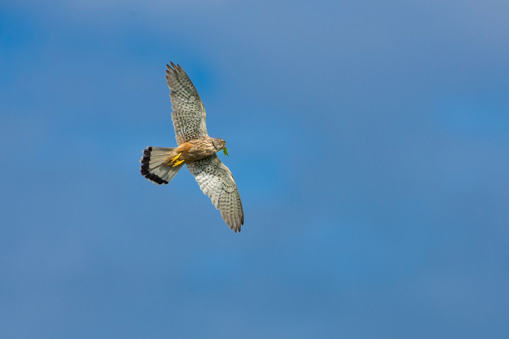 Kestrel photographed in Lizard, West Cornwall by Becky Callaway