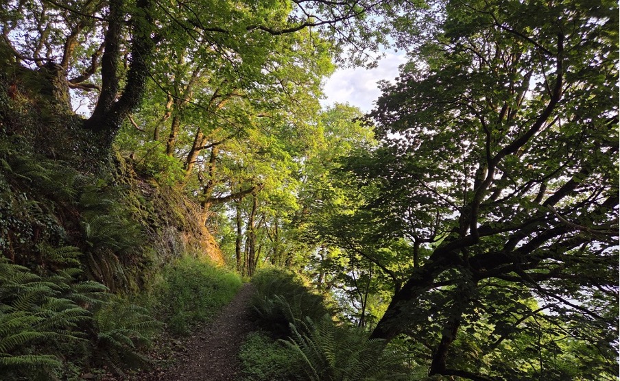 A narrow dirt path winding through a lush forest with tall trees and ferns on either side.